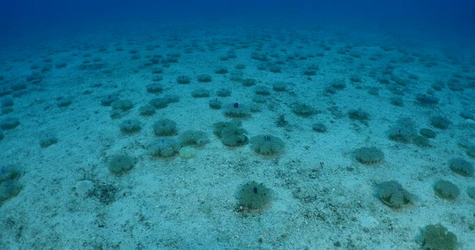 a big group of Cassiopea andromeda jellyfish underwateter on sandy ocean sea floor