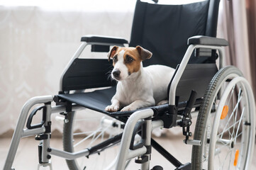 Jack Russell Terrier dog sits in a wheelchair. A devoted friend is waiting for the owner.
