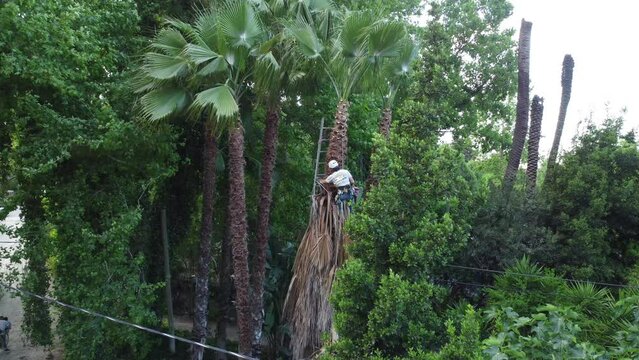 A worker cuts a palm tree. High quality 4k footage