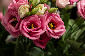 Beautiful Eustoma white and pink eustoma on blurred background. Wedding invitation in minimalist style with eustoma. Copy space. Mother's day card