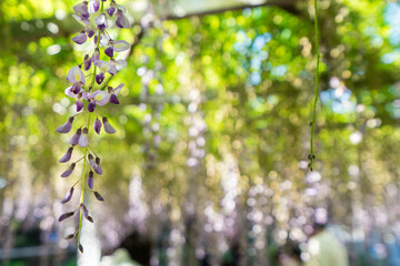 吉田三大神社　滋賀　藤　Yoshida Sandai shrine Shiga　Wisteria
