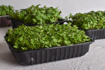 Close-up in arugula on a light background. Cultivation of micro-green plants.