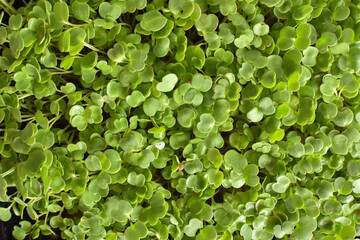 Close-up of arugula leaves. Texture botany leaves.