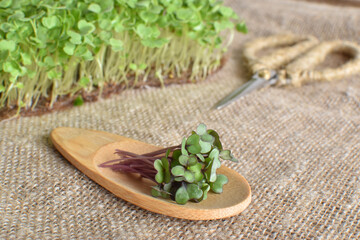 Close-up of micro greens on a wooden spoon on burlap.