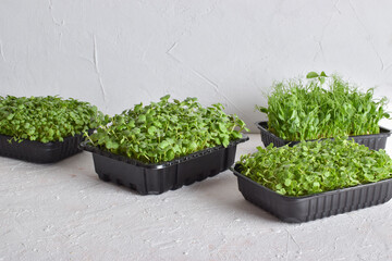 Various containers with arugula and micro greenery on a light background.