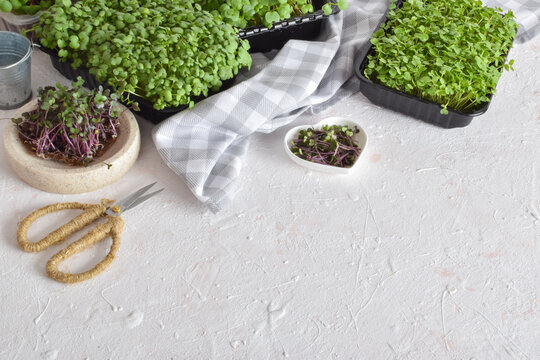 Mirko green on a white background with space for text.