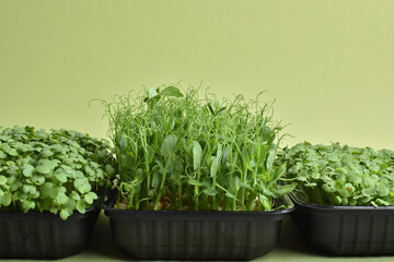 Various micro-greenery close-up. Healthy food.