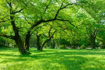 Fototapeta premium green park