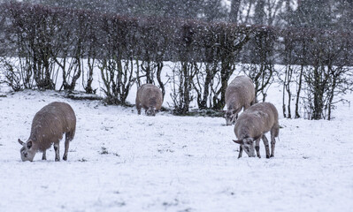 Wide shot of sheep in a snow covered field