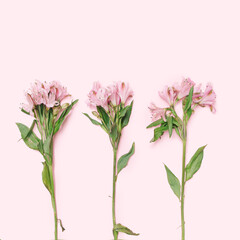 Three pink lilies on a pink background that come from below with a creative writing space. Flat lay.