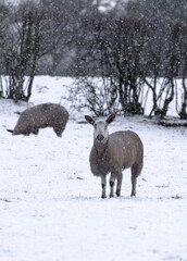 Naklejka premium Sheep in a snow storm staring to camera