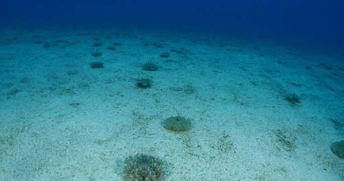 a big group of Cassiopea andromeda jellyfish underwateter on sandy ocean sea floor