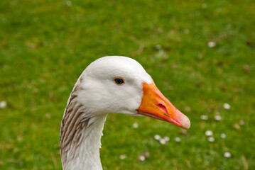 Funny goose head closeup on green grass meadow background