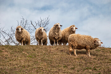 Small flock of sheep with ram on meadow in early spring on sky background