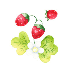 Watercolor branch of strawberry with a flower on a white background.