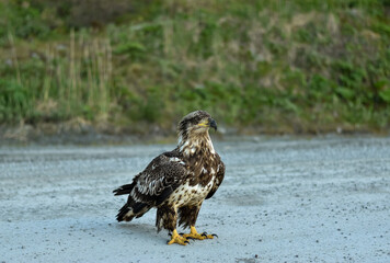 red tailed hawk