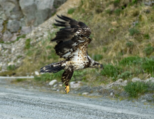 red tailed hawk flying 