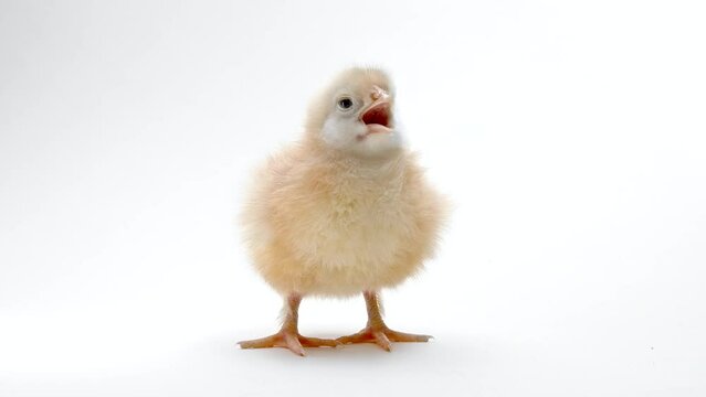 Little baby newborn chicken chick on light white studio background. Concept of traditional easter bird, spring celebration. Isolated object, perfect for projects.