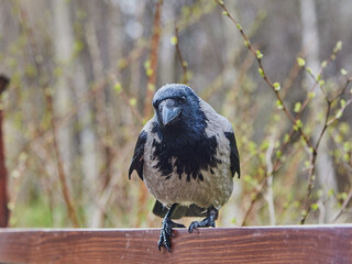 An ordinary crow sits on a bench in a public park.