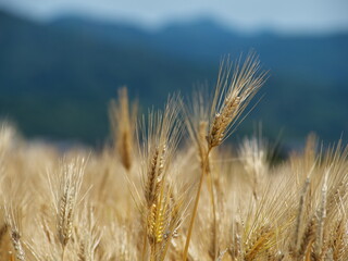 茶色に実った収穫前の麦畑
