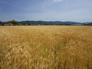 茶色に実った収穫前の麦畑
