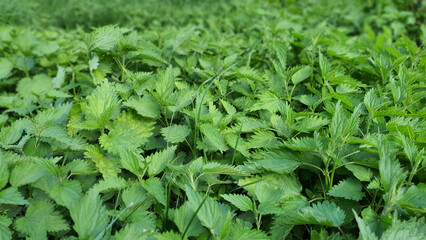 Young nettle