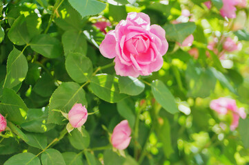 Pink rose flower and rose bud close-up. Damascus rose garden