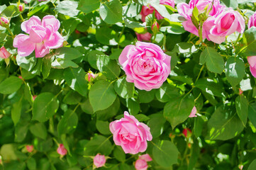 Pink rose flower and rose bud close-up. Damascus rose garden