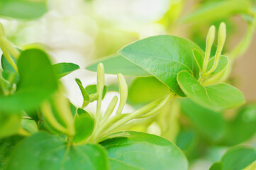 Spring household climbing vine green plant honeysuckle white bud vitality