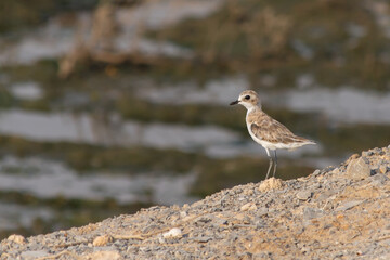 Greater sand plover (Charadrius leschenaultii) standing on a hill near mangroves