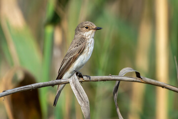 Spotted flycatcher (Muscicapa striata) close up on a branch in reeds