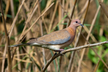 Laughing dove (Spilopelia senegalensis) in the United Arab Emirates