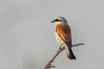 Red-backed shrike (Lanius collurio) close up in the Middle East.