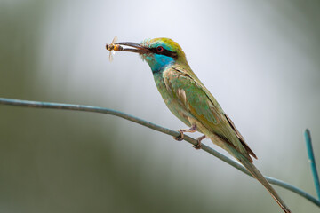 Green Bee Eaters perched on a branch with bee in mouth (Merops orientalis muscatensis)