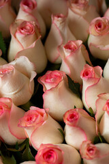 Bouquet Of Beautiful pink Roses. Trend color classic pink . Valentine's Day. Selective Focus. Roses wallpaper. Background.