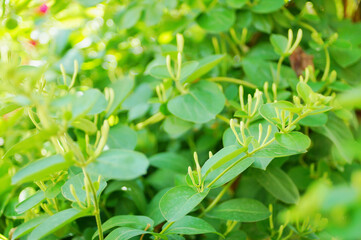 Spring household climbing vine green plant honeysuckle white bud vitality