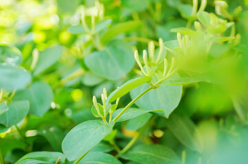 Fototapeta na wymiar Spring household climbing vine green plant honeysuckle white bud vitality