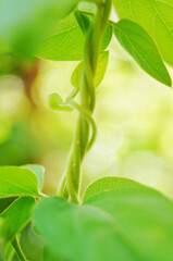 Spring household climbing vine green plant honeysuckle white bud vitality