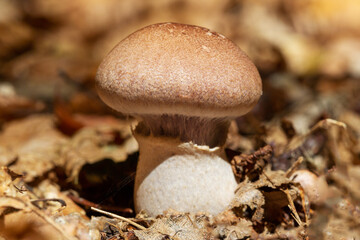 A small freshly grown light brown mushroom in the forest.