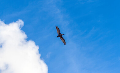 Pelican flying in the blue sky.
