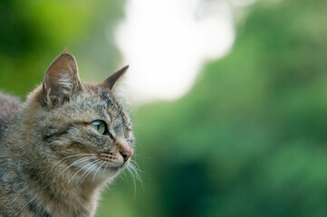 A cat living in a Japanese forest