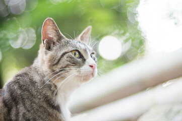 A cat living in a Japanese forest