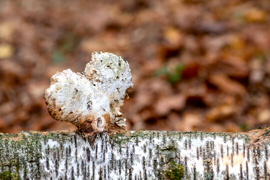 Chaga mushroom in the form of heart grows on a birch trunk.