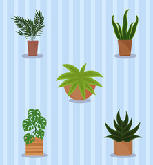 plants in pot