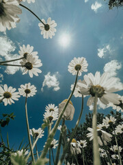 summer daisies against the blue sky and the sun, wide angle view from below