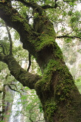 Old tree with moss in fog