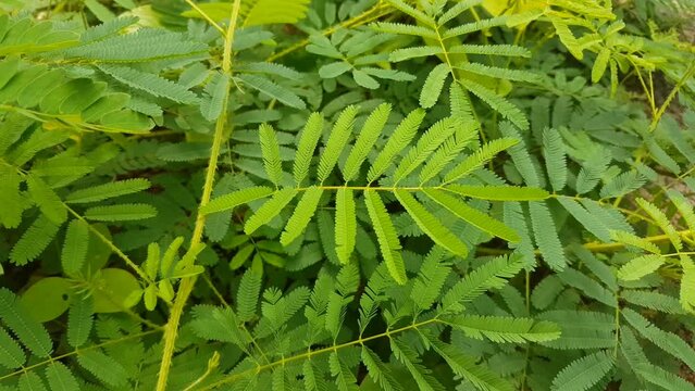 Hand touching small leaves of mimosa pudica plant also known as shameplant, touch me not, thottavadi and sleepy plant during heavy wind. The green leaf of this sensitive plant fold inward if we touch.