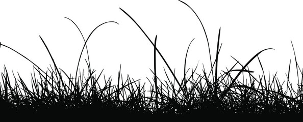 Grass vector silhouette, isolated on white background, fill with black color grass growing above ground, nature concept