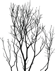 Leafless tree branches vector silhouette isolated on white background, fill with black color dried tree branch, shadow idea, nature vector concept