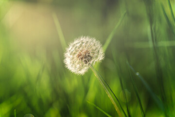 Small flower nature  green background  colour morning sunlight sun-ray fresh and amazing view high-quality close-up image 